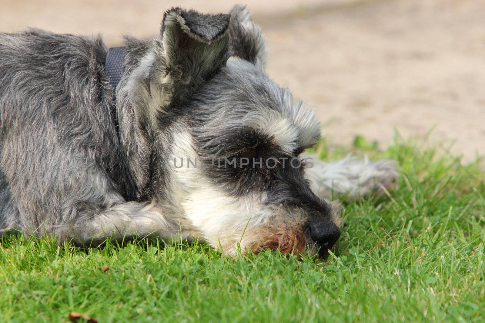 miniature schnauzer