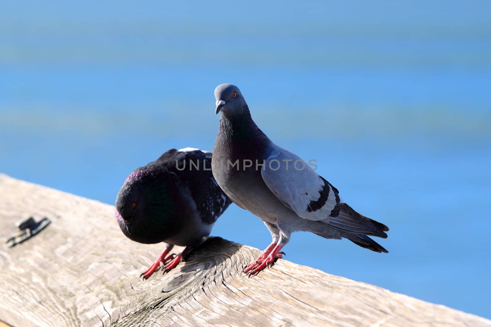 Pigeon sitting on a wood plank with water in the background