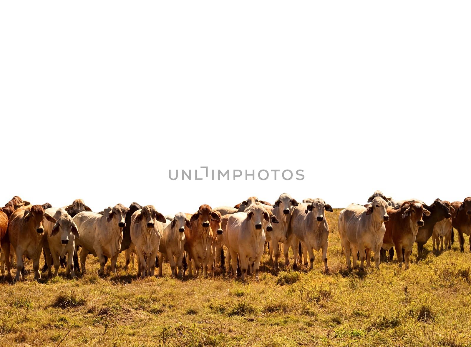 Beef Cattle Herd of brahman cows isolated background by sherj