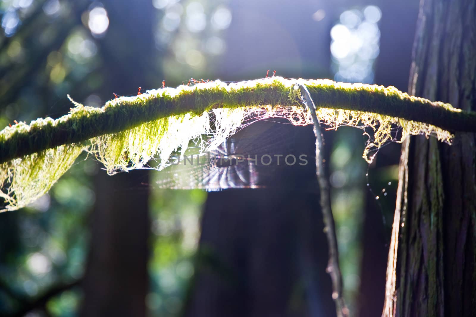 Moss covered branch and spider web