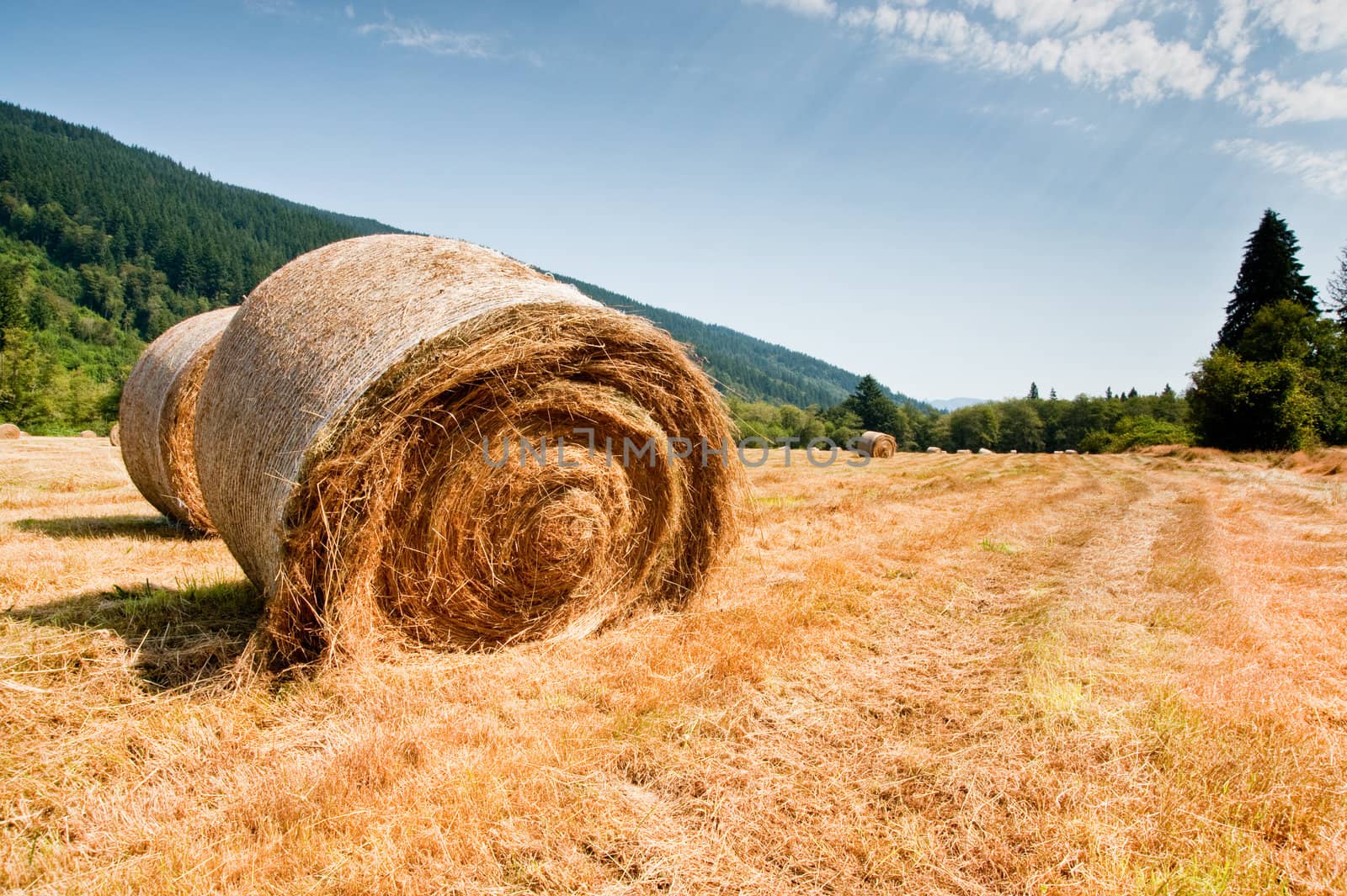 Bales of hay in a field