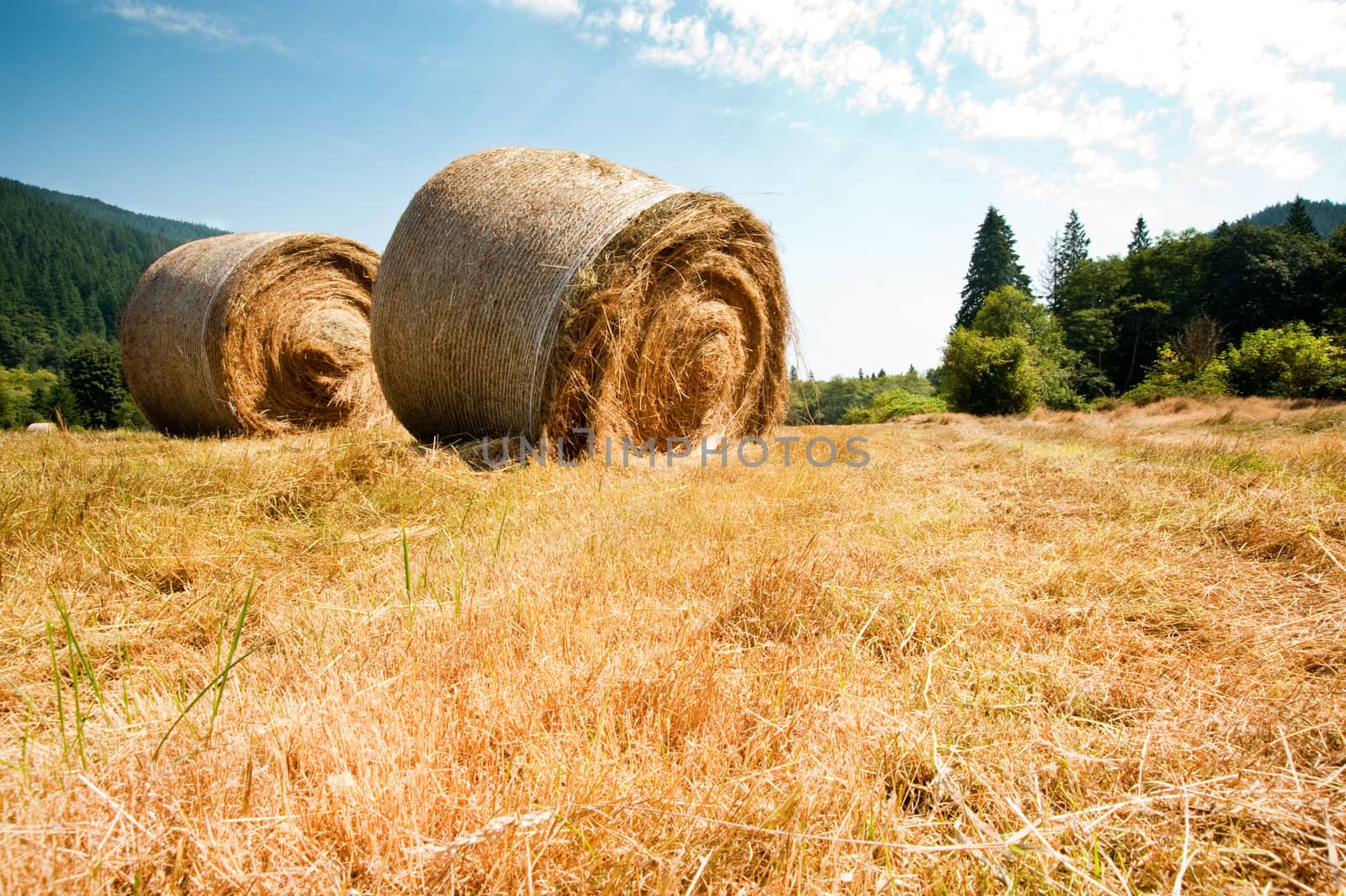 Bales of hay in a field