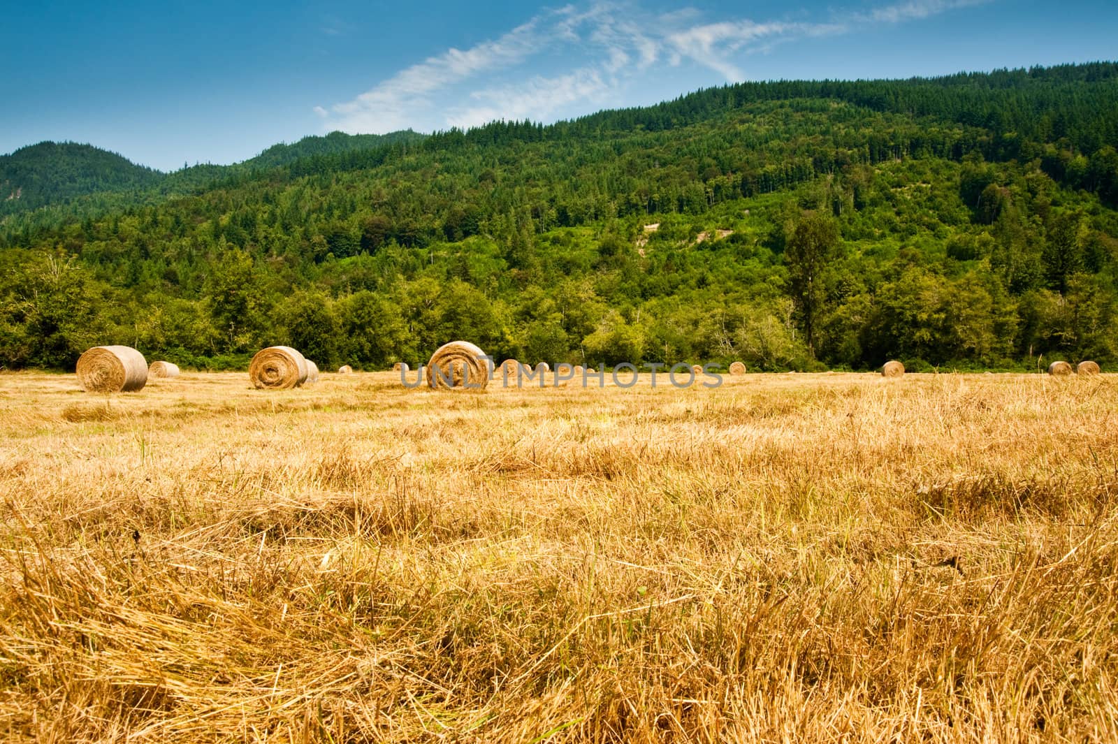 Bales of hay in a field