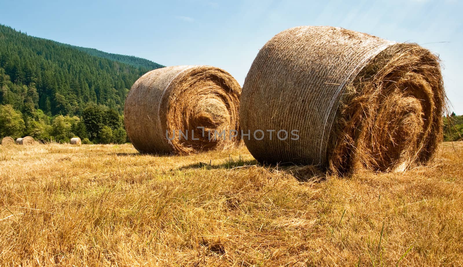 Bales of hay in a field