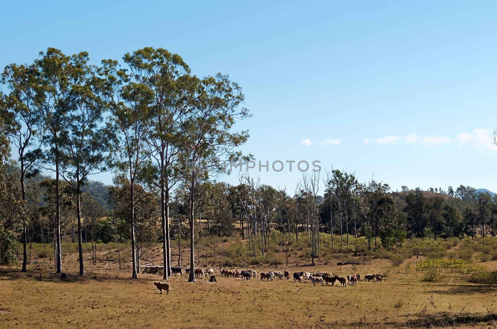 Australian country landscape scene cattle herd with gum trees and blue sky