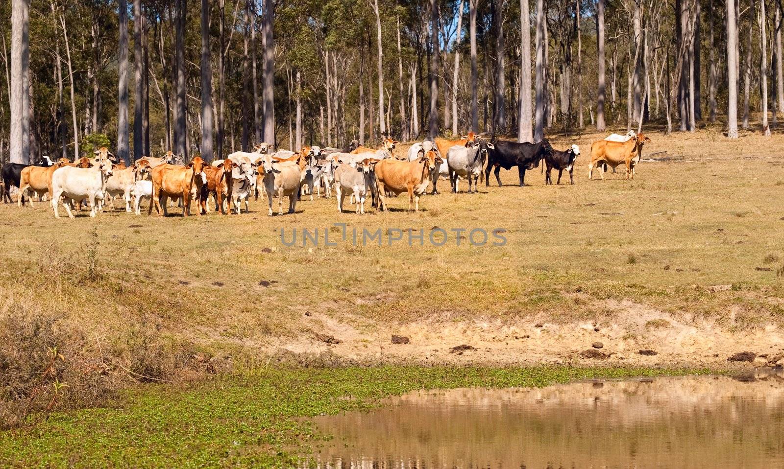 Australian beef cattle brown grey black near water dam against gum trees, spotted gum