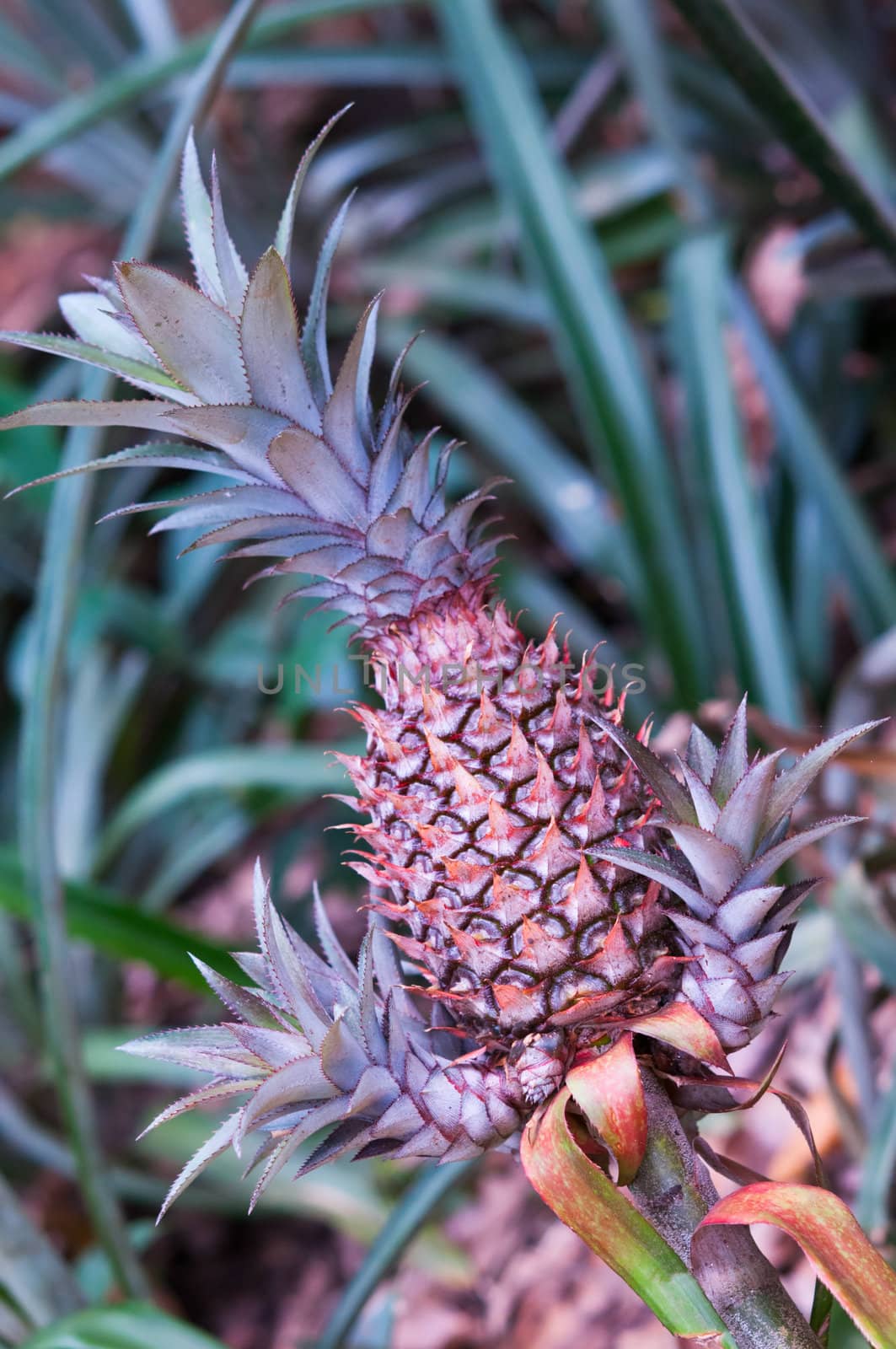 Fresh red pineapple on farm, tropical fruits 