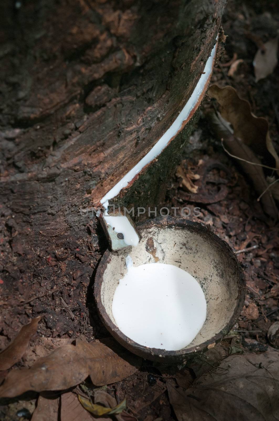 Milk of rubber tree and wooden bowl by iryna_rasko