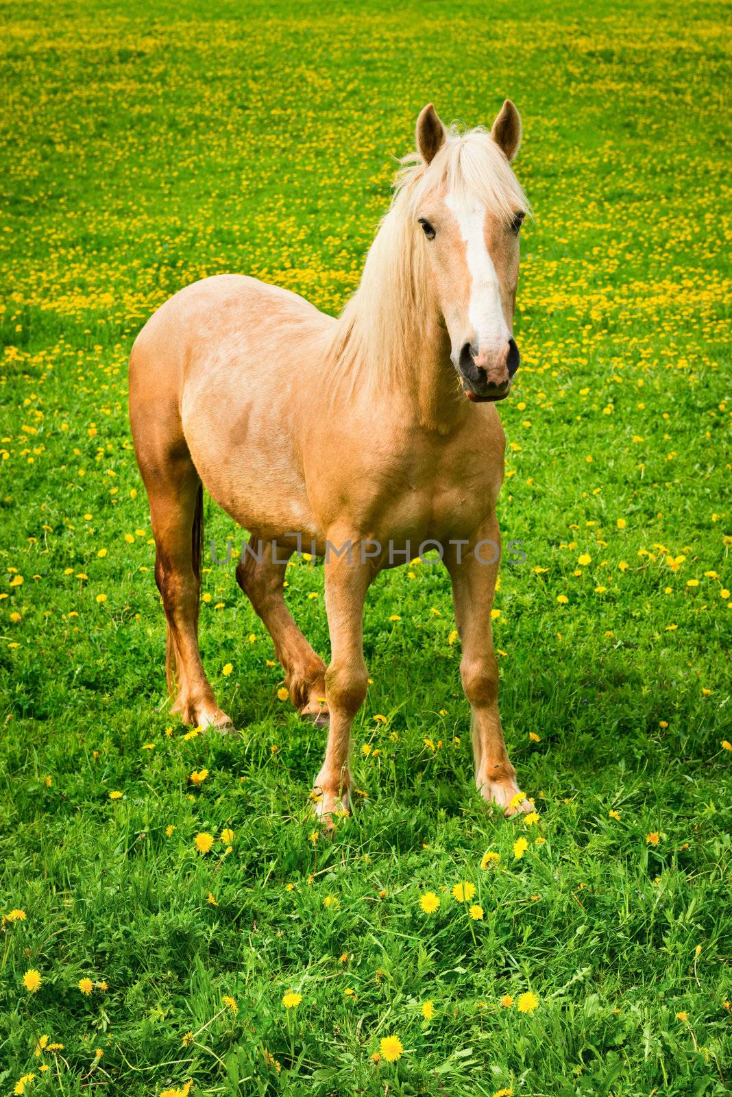 Horse on green pasture with yellow flowers