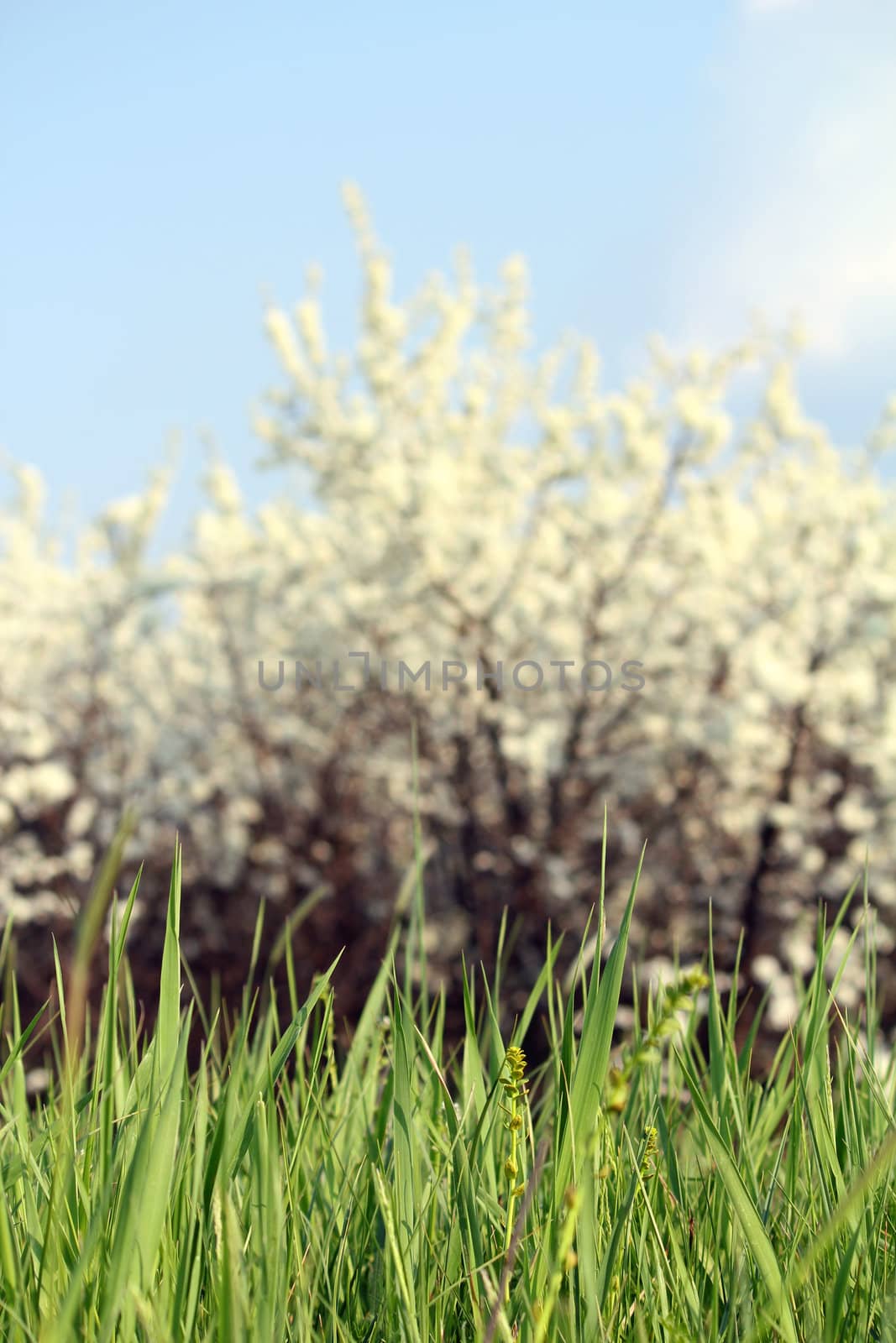 green grass white flowers and blue sky by goce