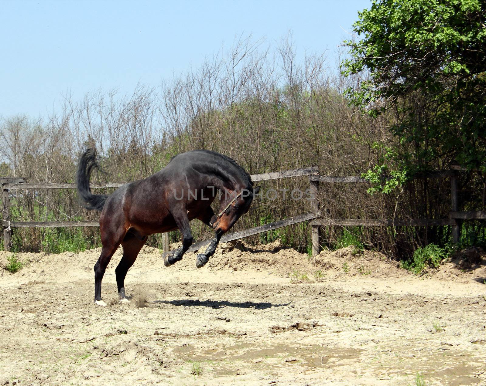powerful horse running and jumping by goce