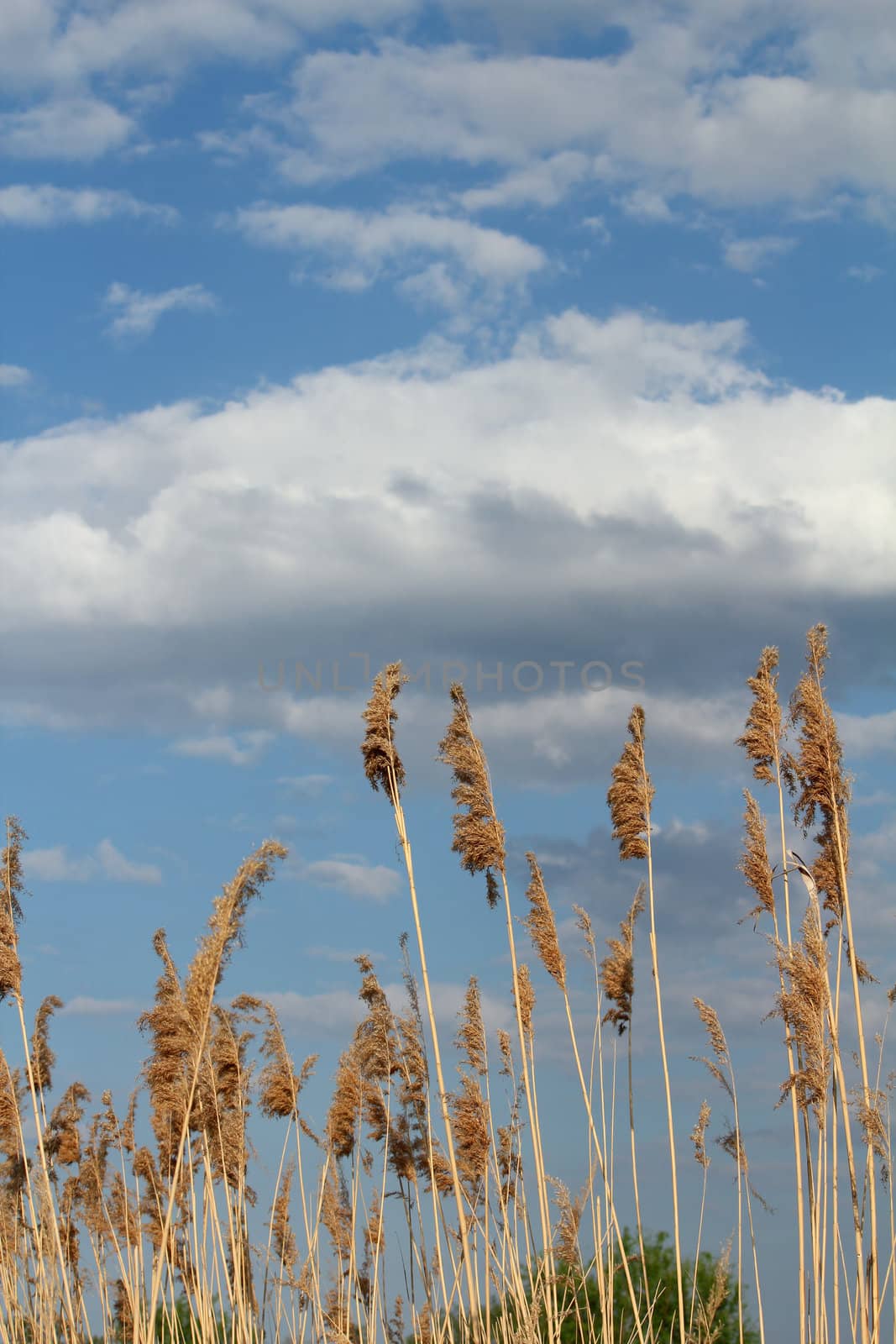reed and blue sky with clouds by goce