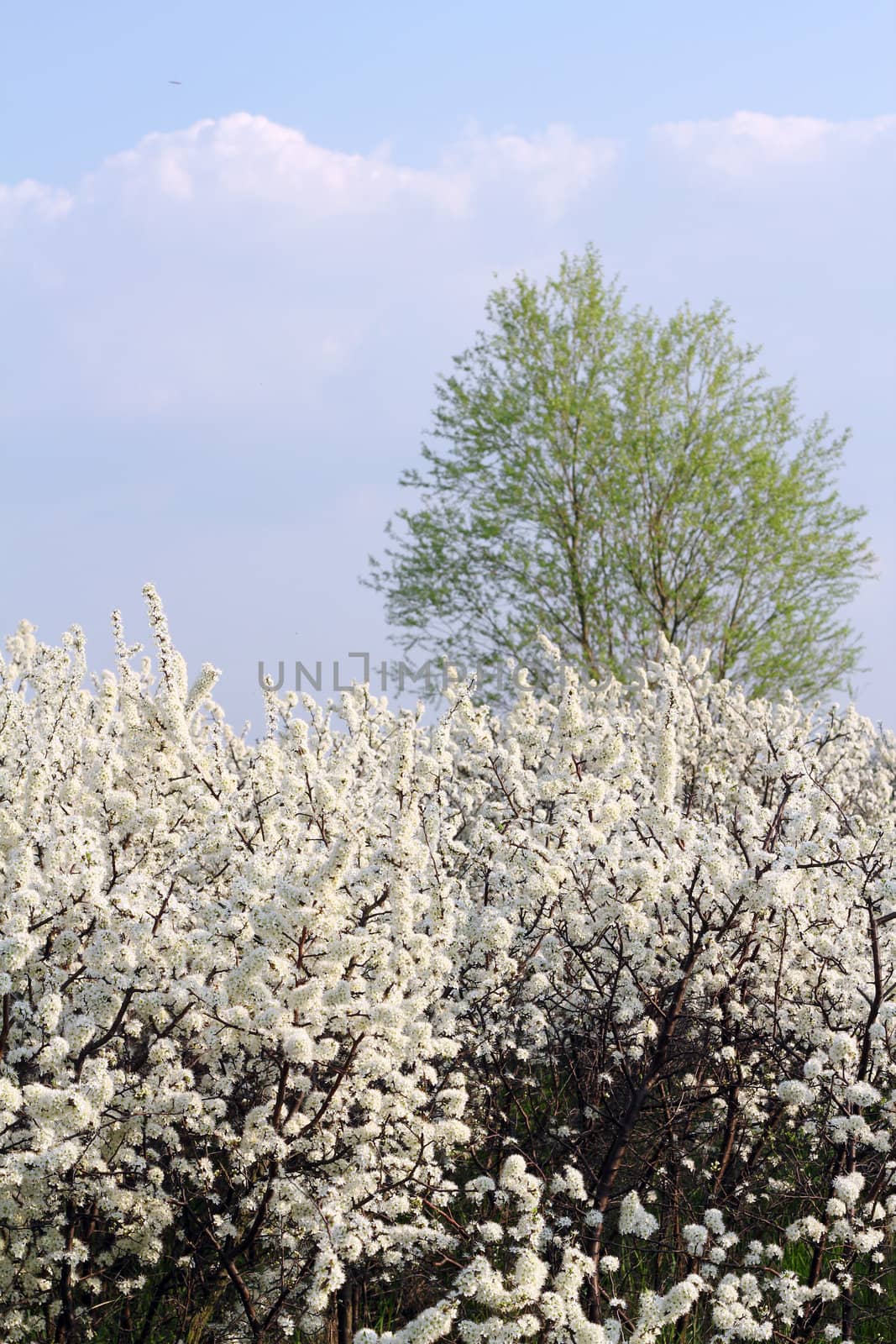 white flowers green tree and blue sky by goce