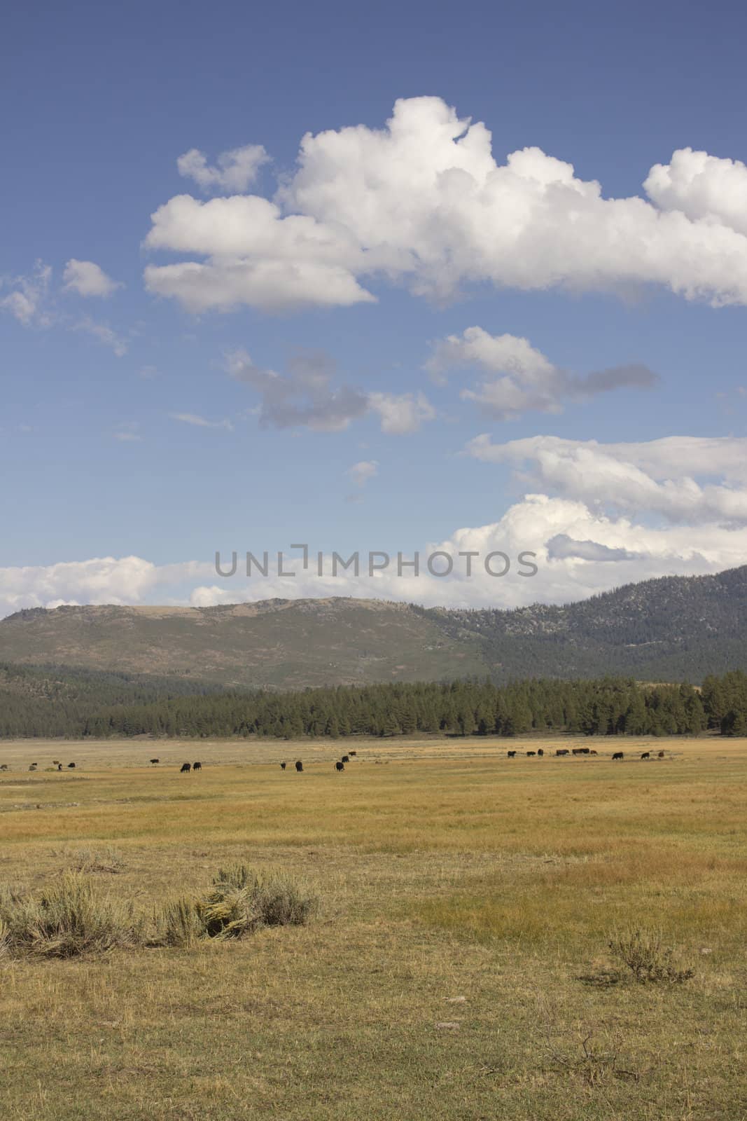 Cattle in a range in the US national Forest in Dog Valley California
