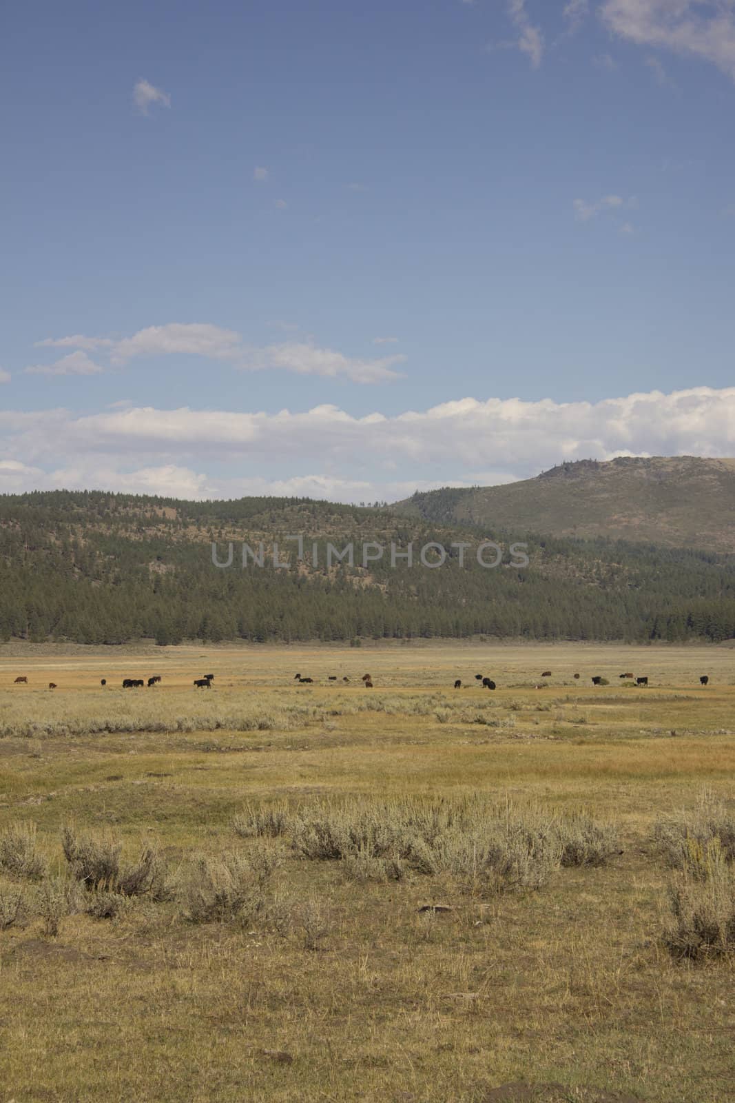 Cattle in a range in the US national Forest in Dog Valley California