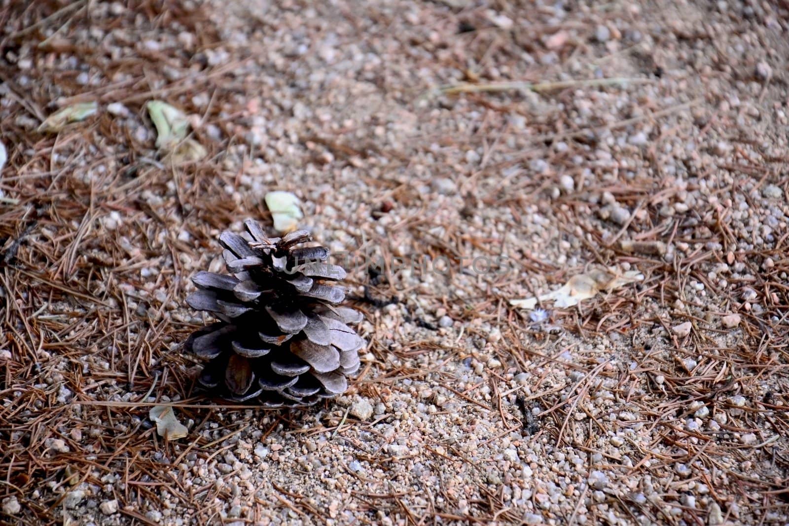 pinecone in campo del moro park in Madrid (Spain)