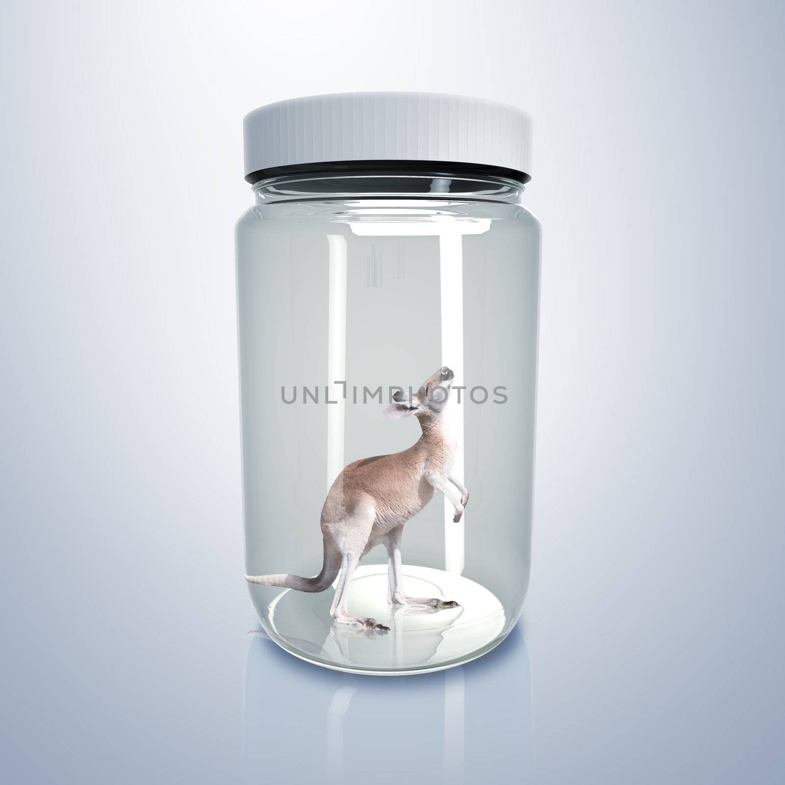Kangaroo inside a glass jar by sergey_nivens