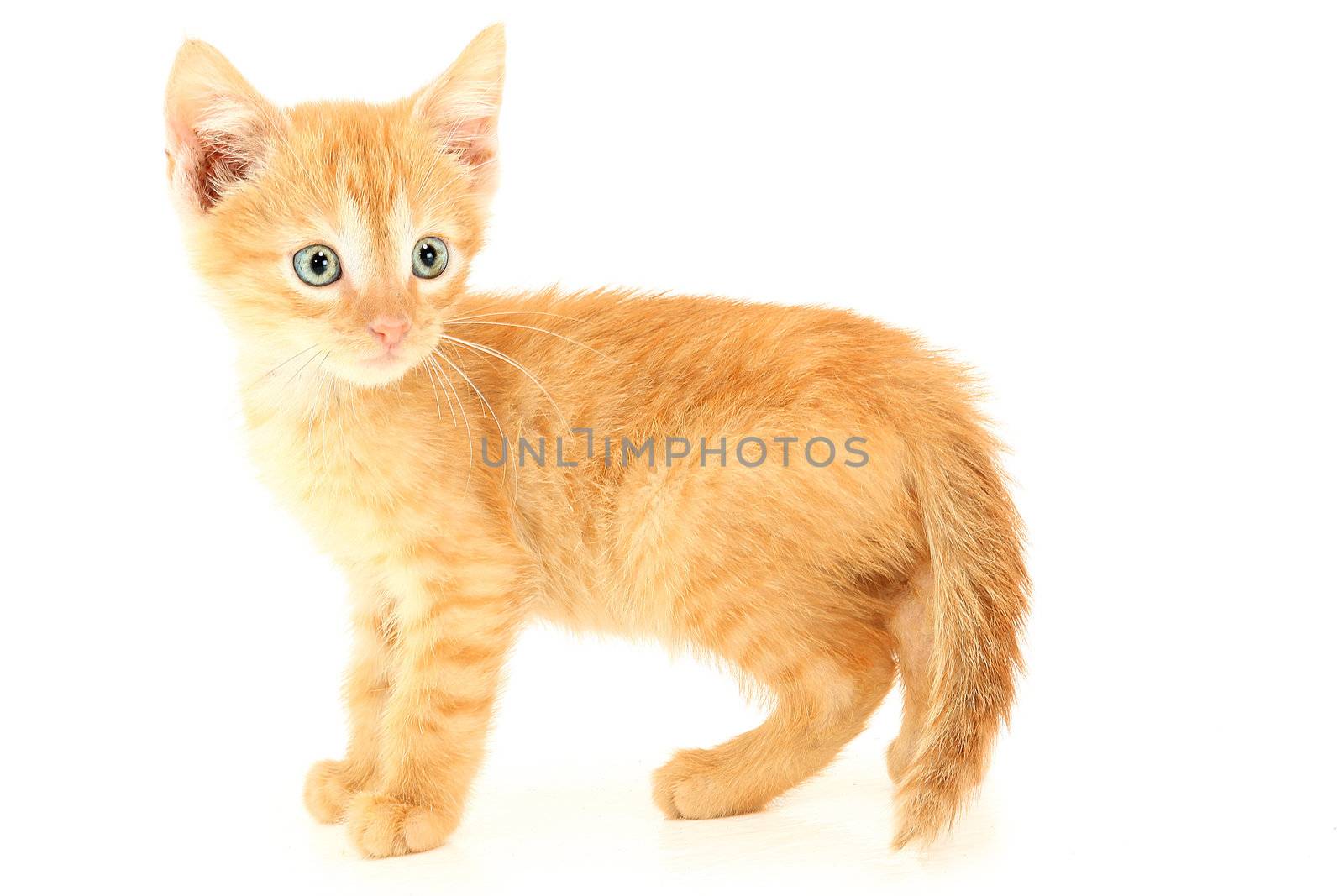 Beautiful brown orange  kitten with hazel eyes standing.
