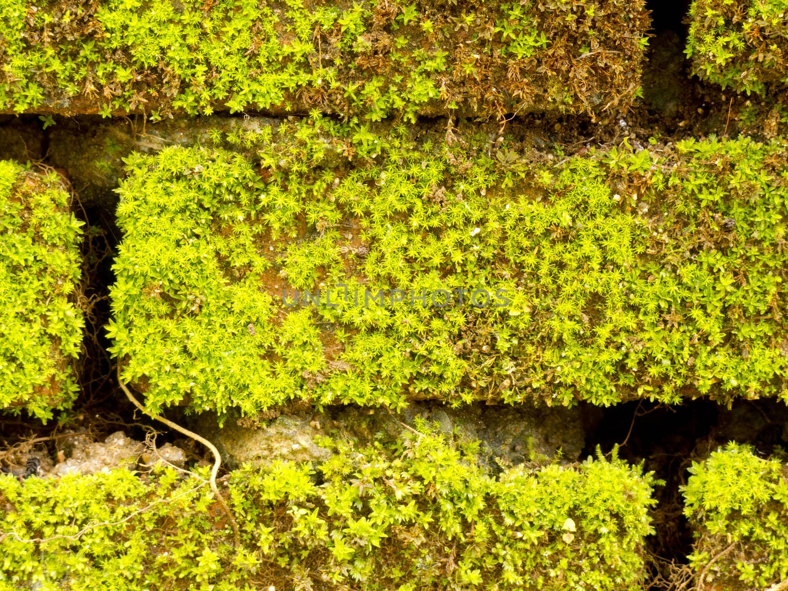 Brick wall full with green moss as background