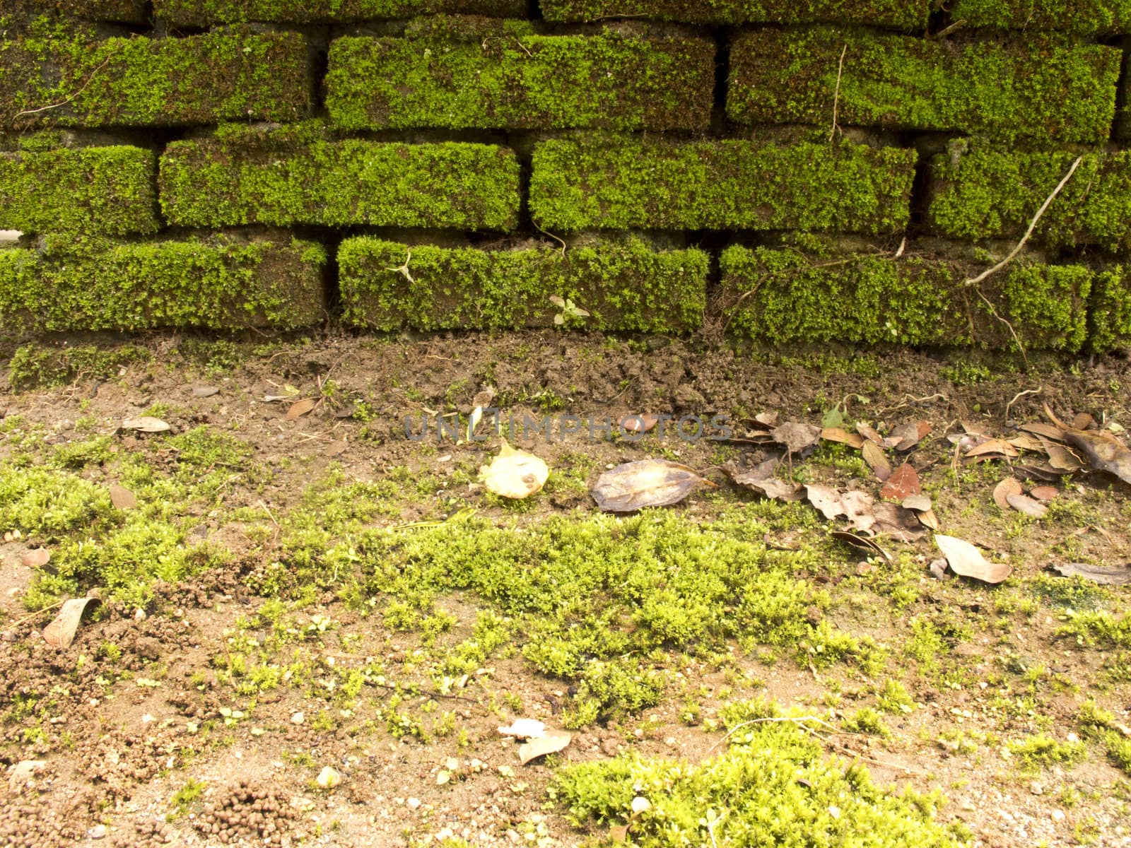 Brick wall full with green moss and ground