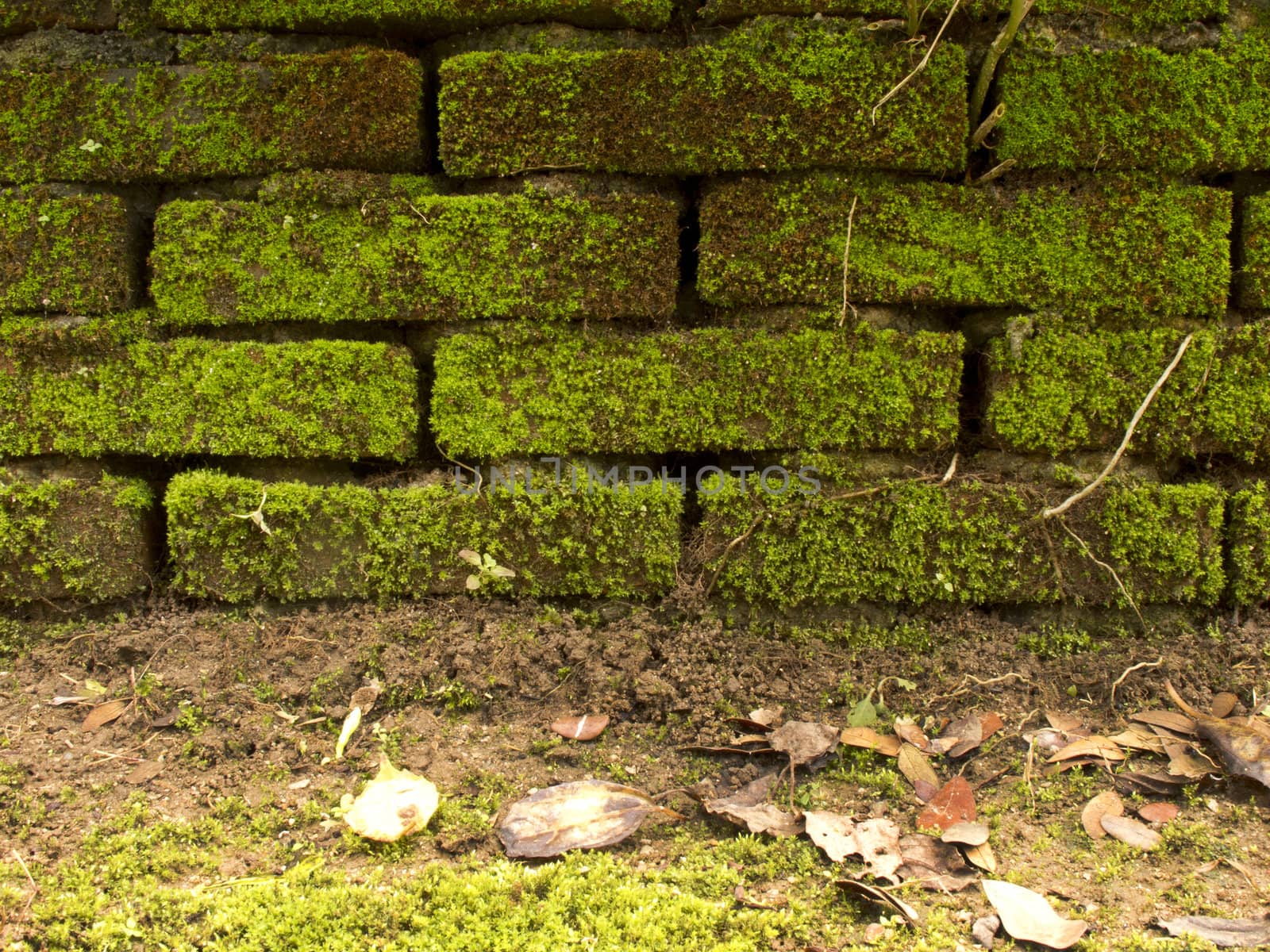 Brick wall full with green moss and ground