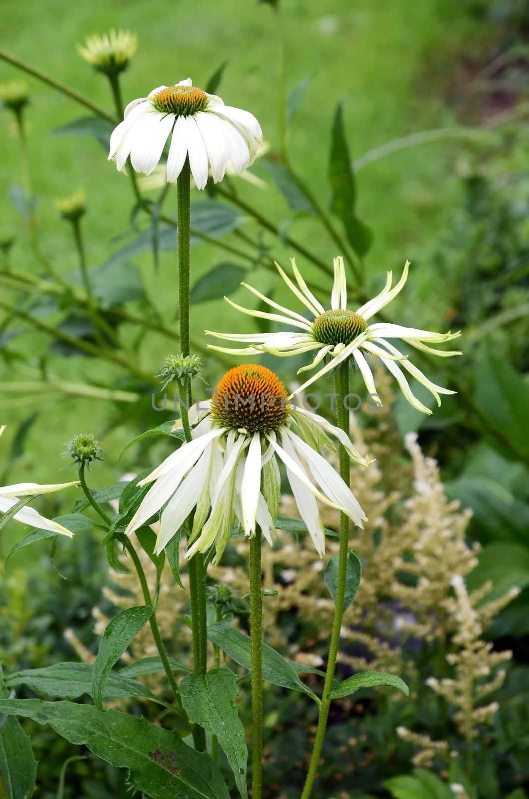 A flower called Echinacea