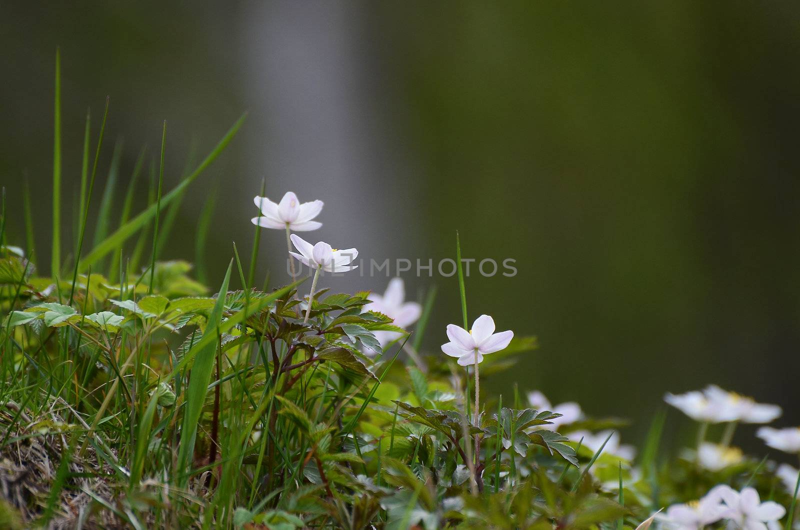 White wood sea anemone that bloom in the spring in the forest in Sweden