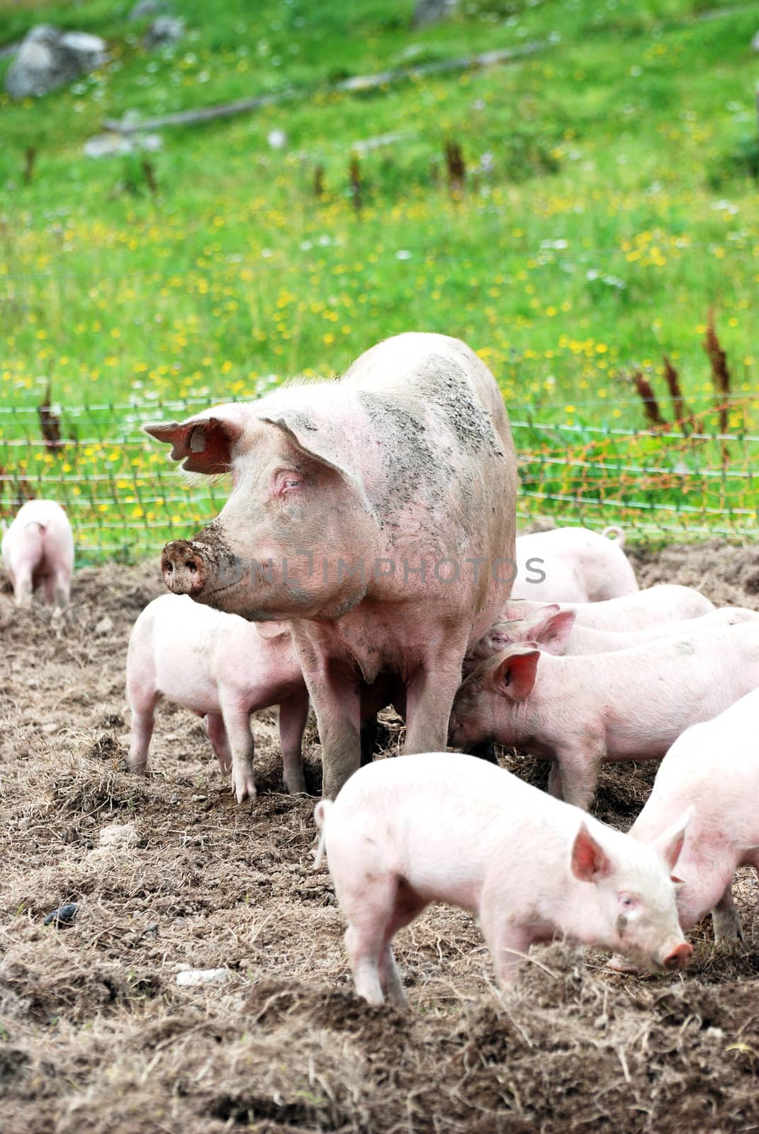 A sow with her piglets