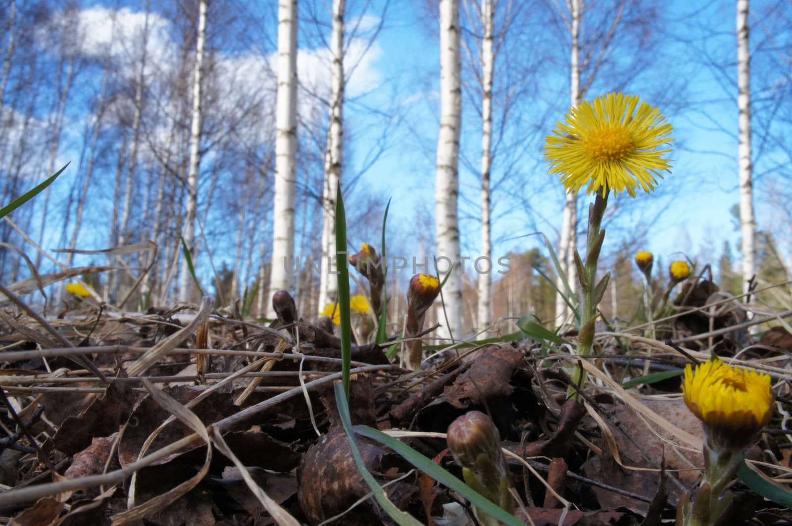 A yellow flower that comes up early on in the spring and is called Tussilago