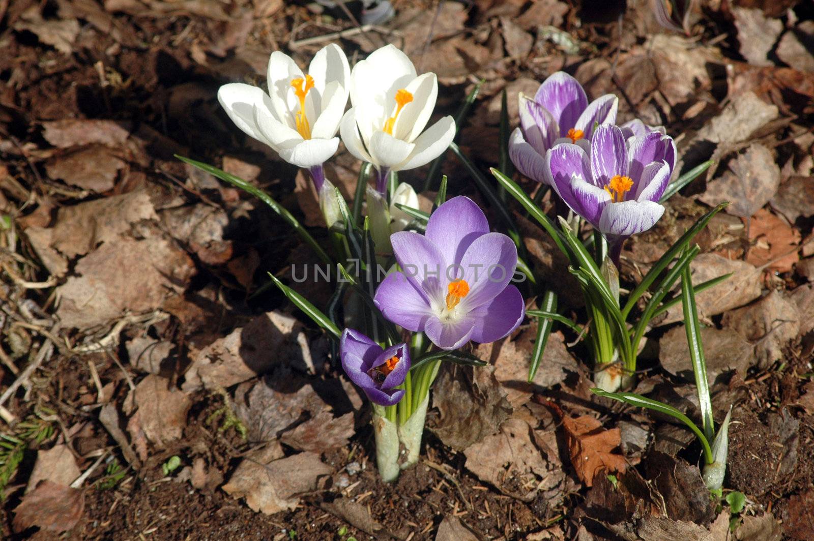 Spring flowers by ljusnan69
