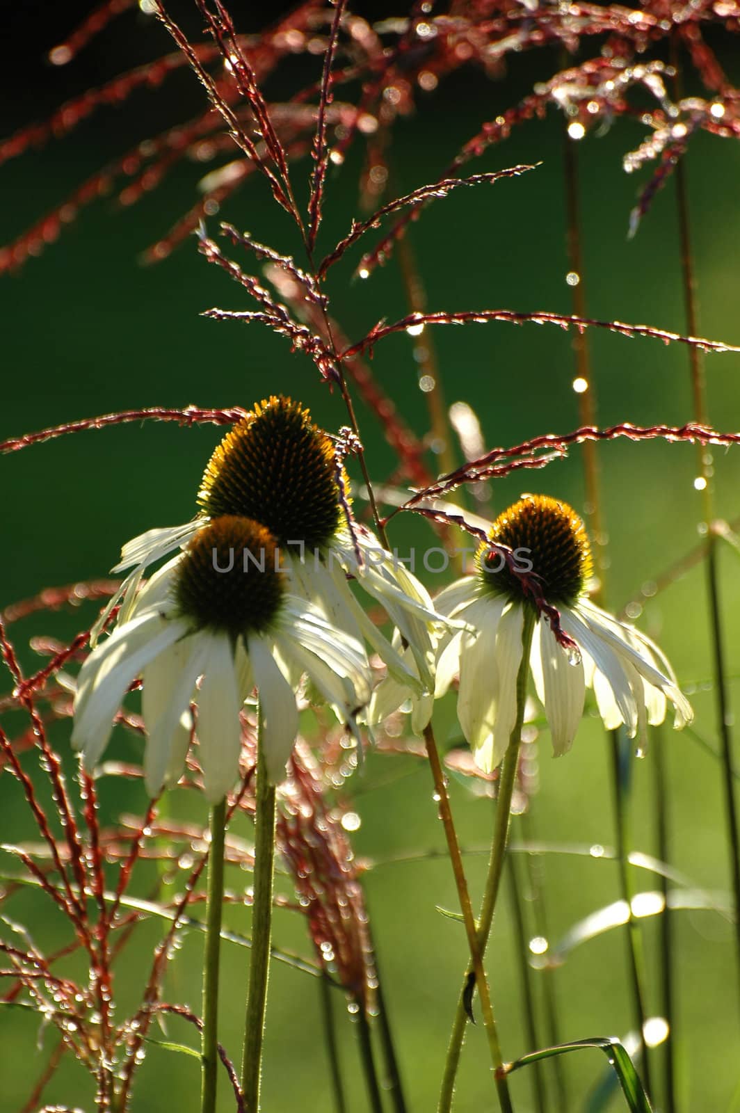 A flower that is extracted natural medicines by