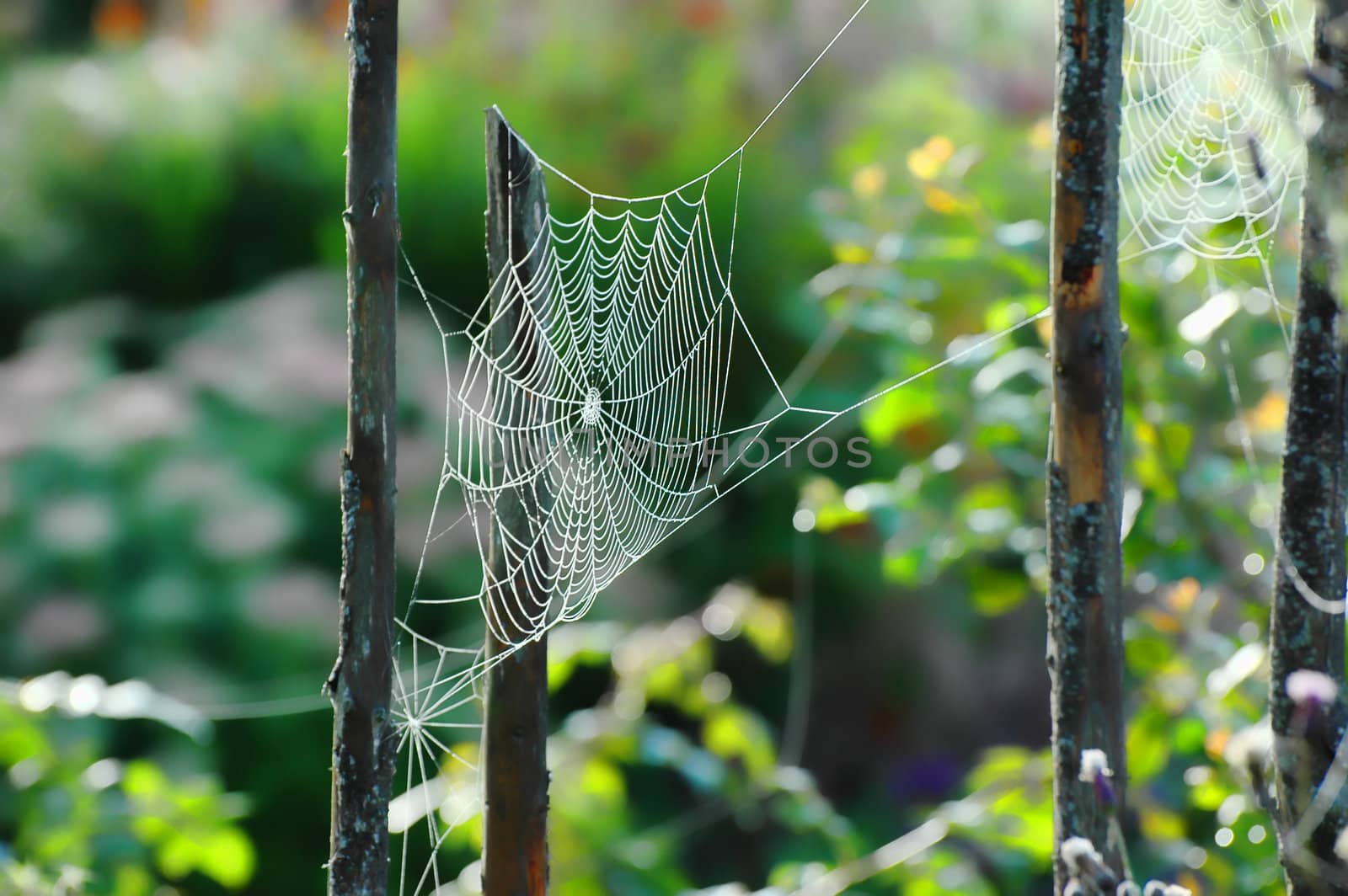 Spider Web on a roundpole