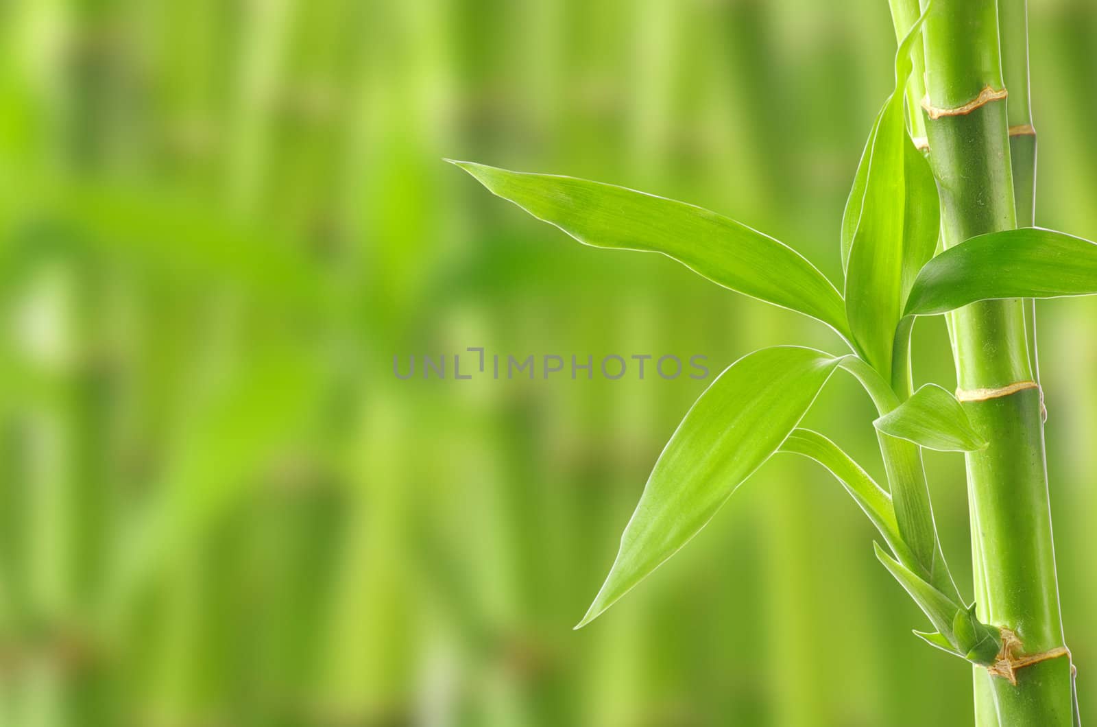 bamboo