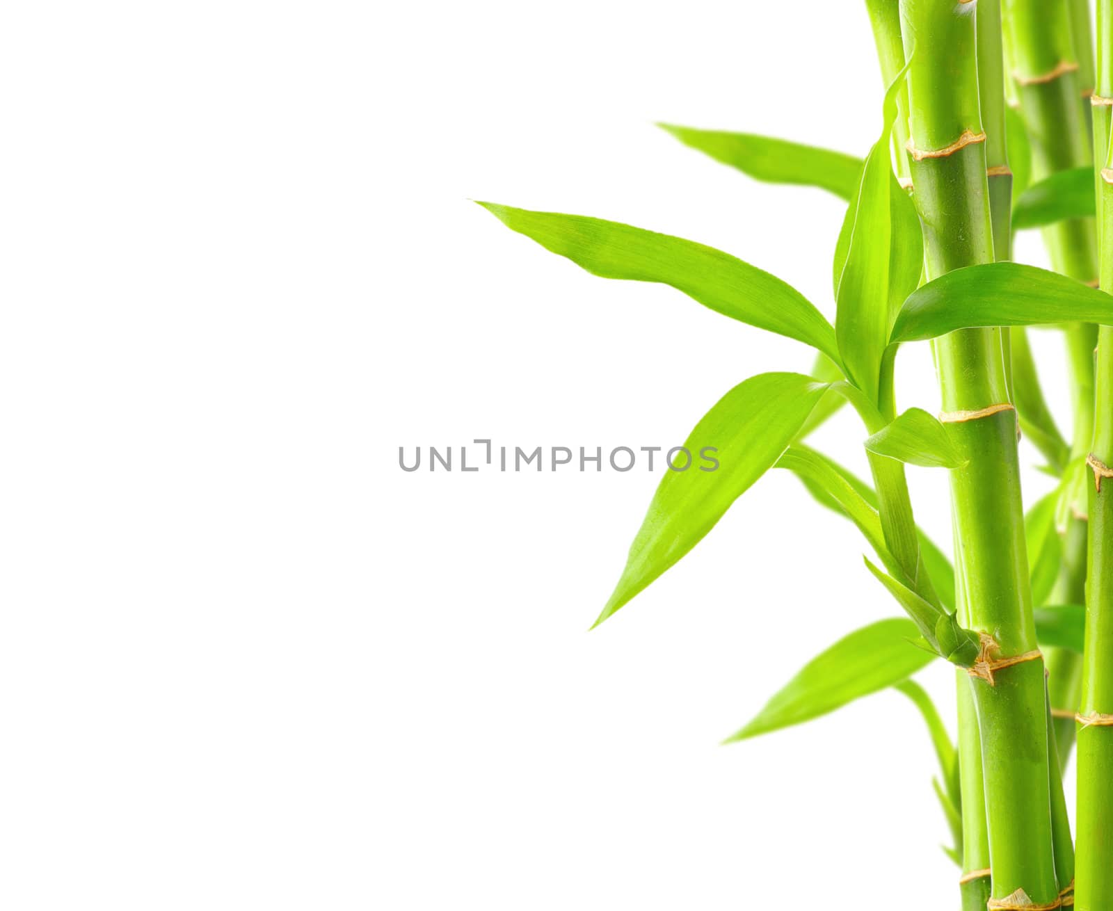 Bamboo background with copy space