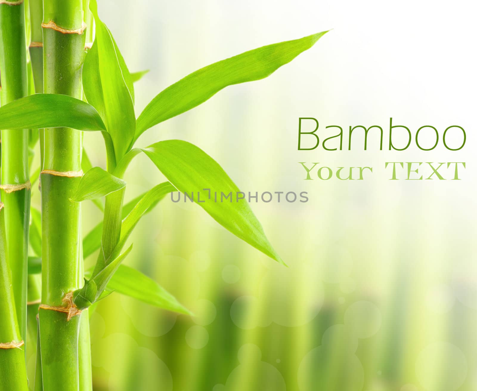 Bamboo background with copy space