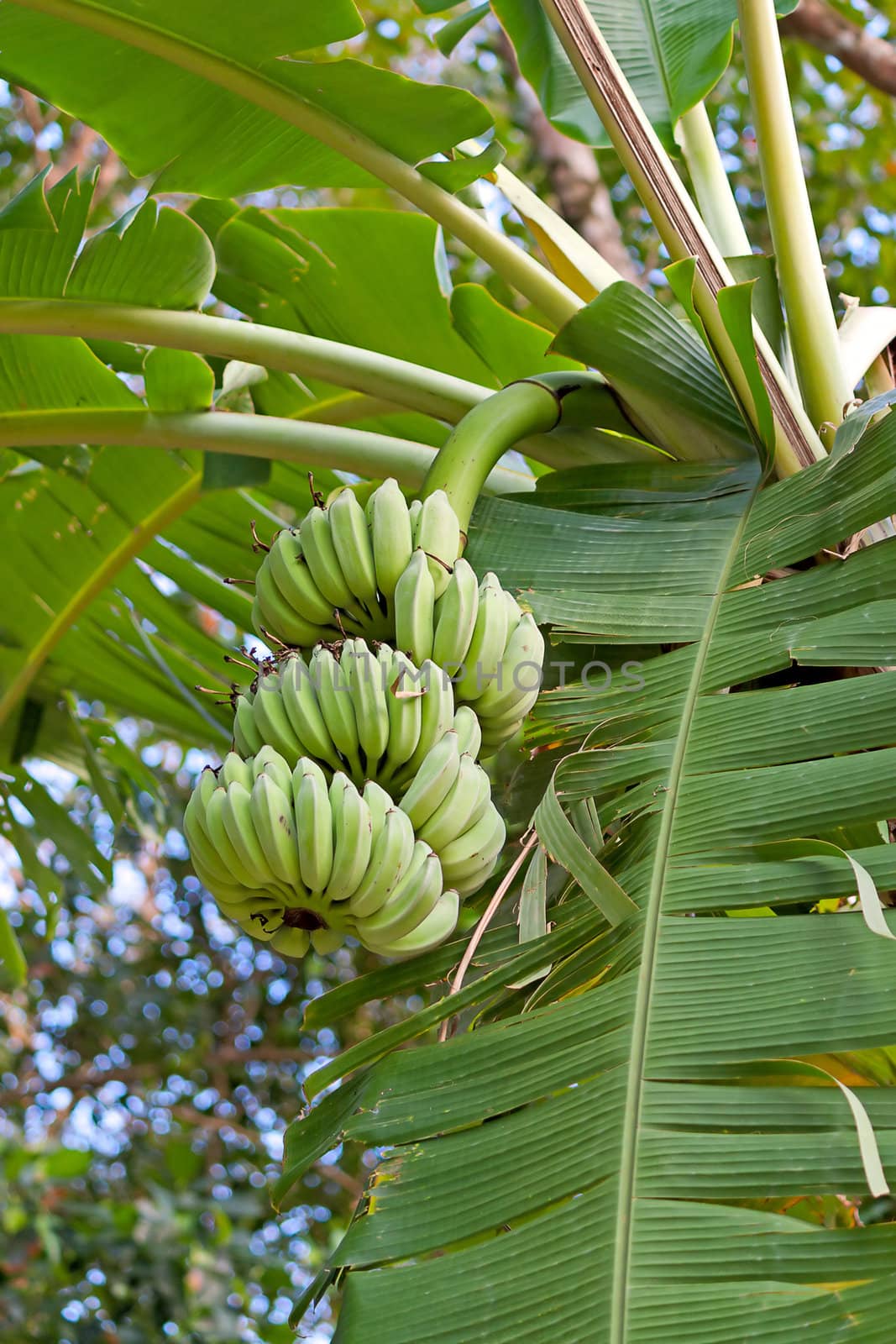 Bunches of bananas hanging on  plant on background of leaves, Thailand.