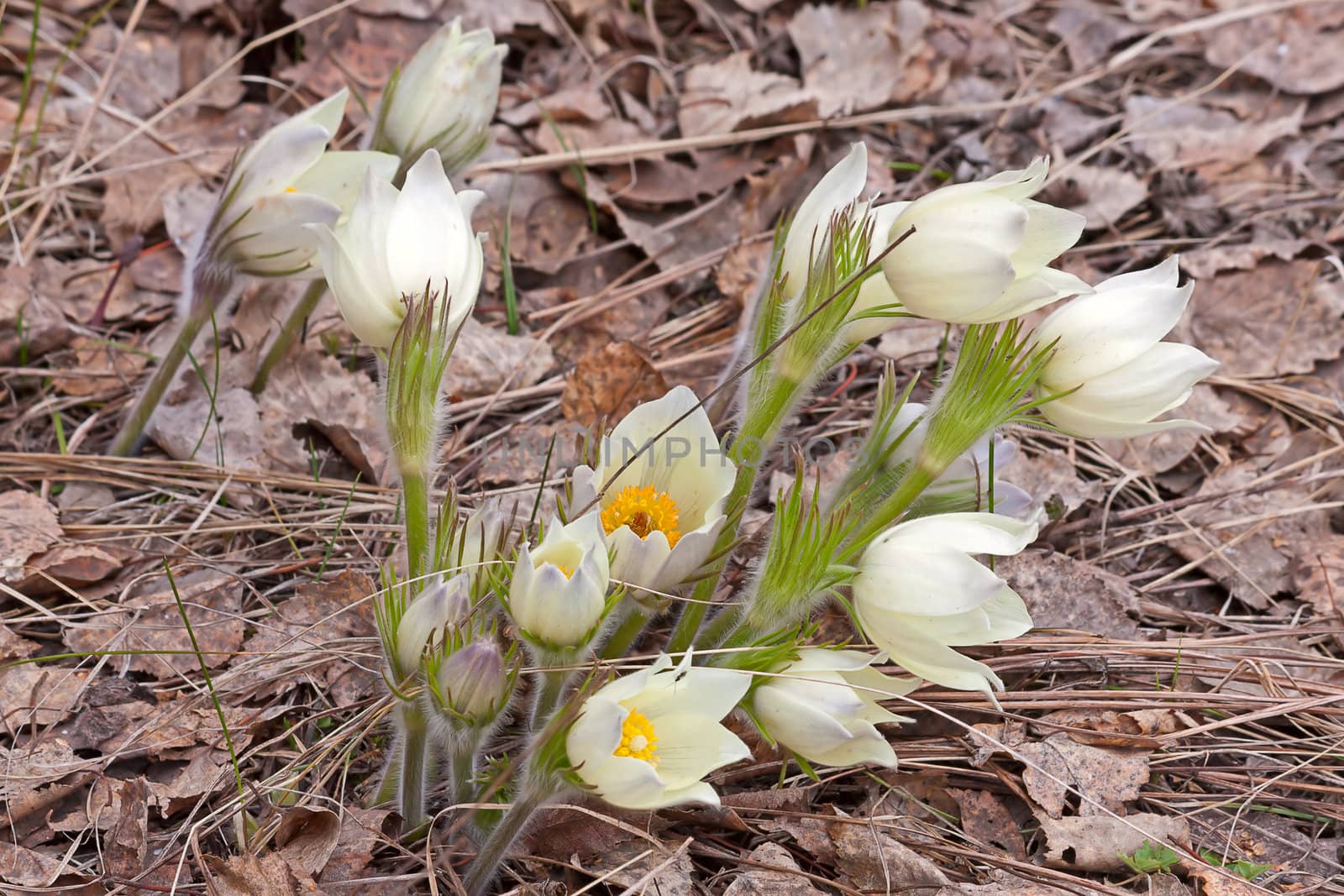 Pasque-flower close-up on  background of leaves, spring, Russia.