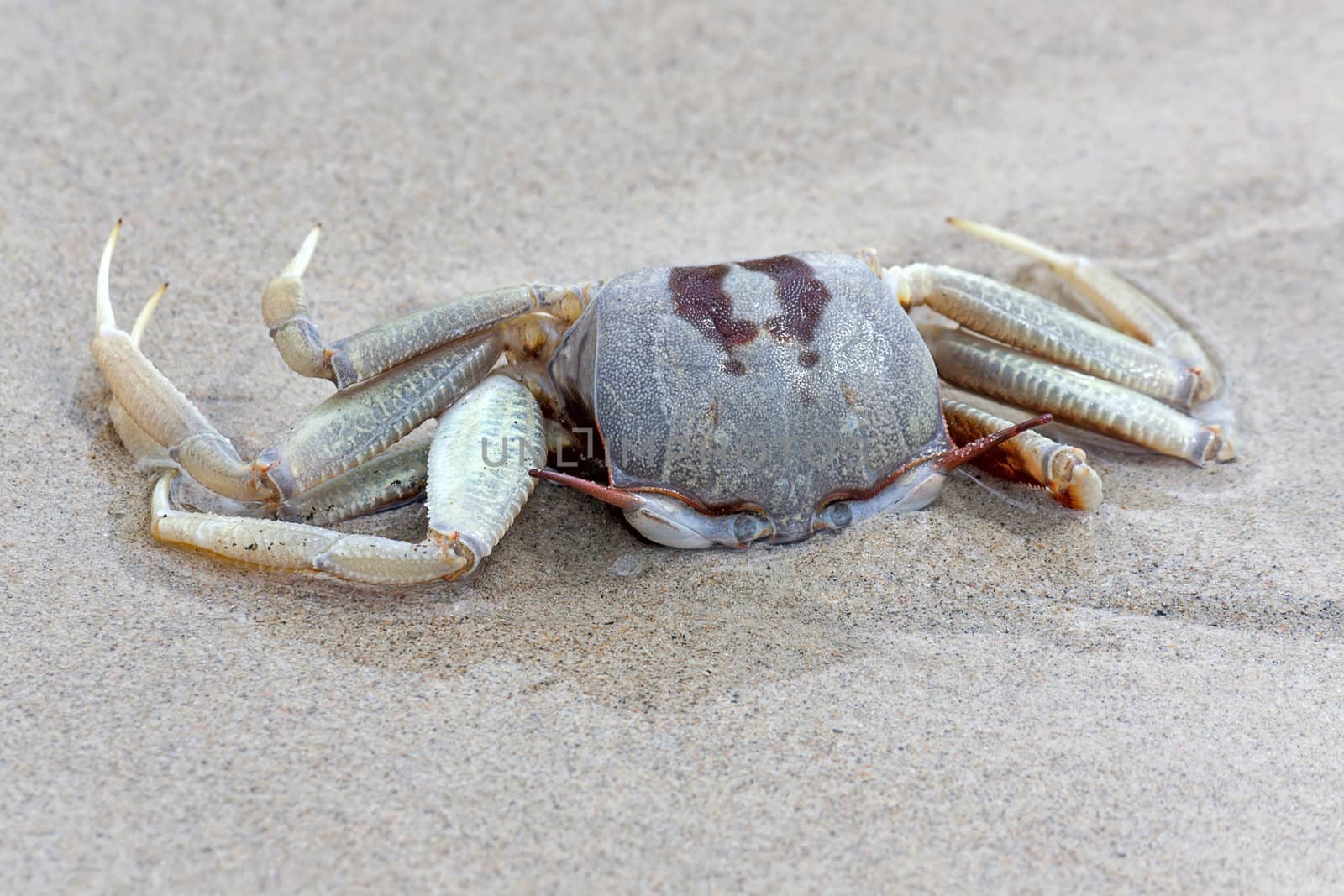 Crab in  awesome position in  sand, Thailand.