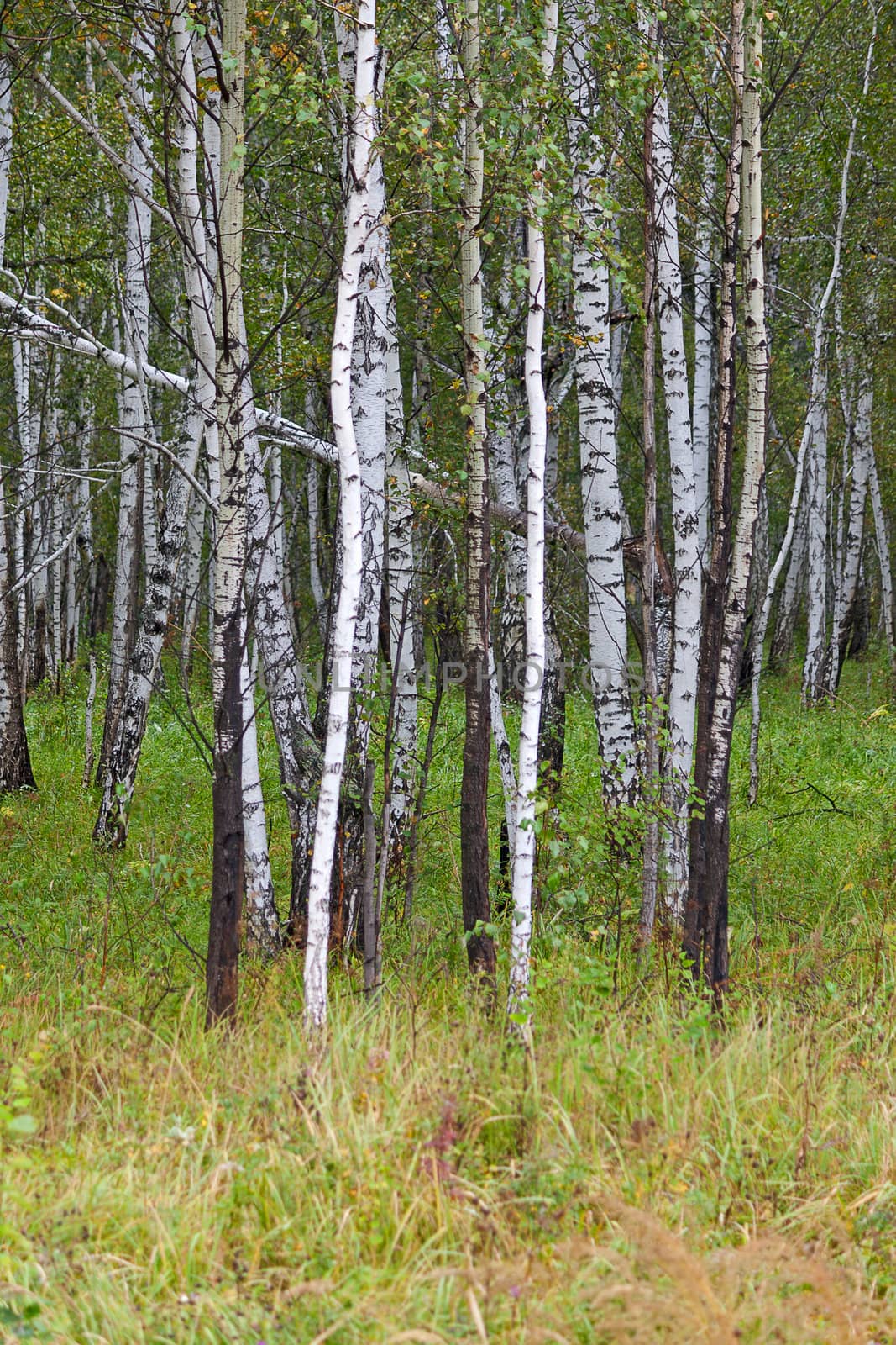 View of birch forest in summer, Russia.