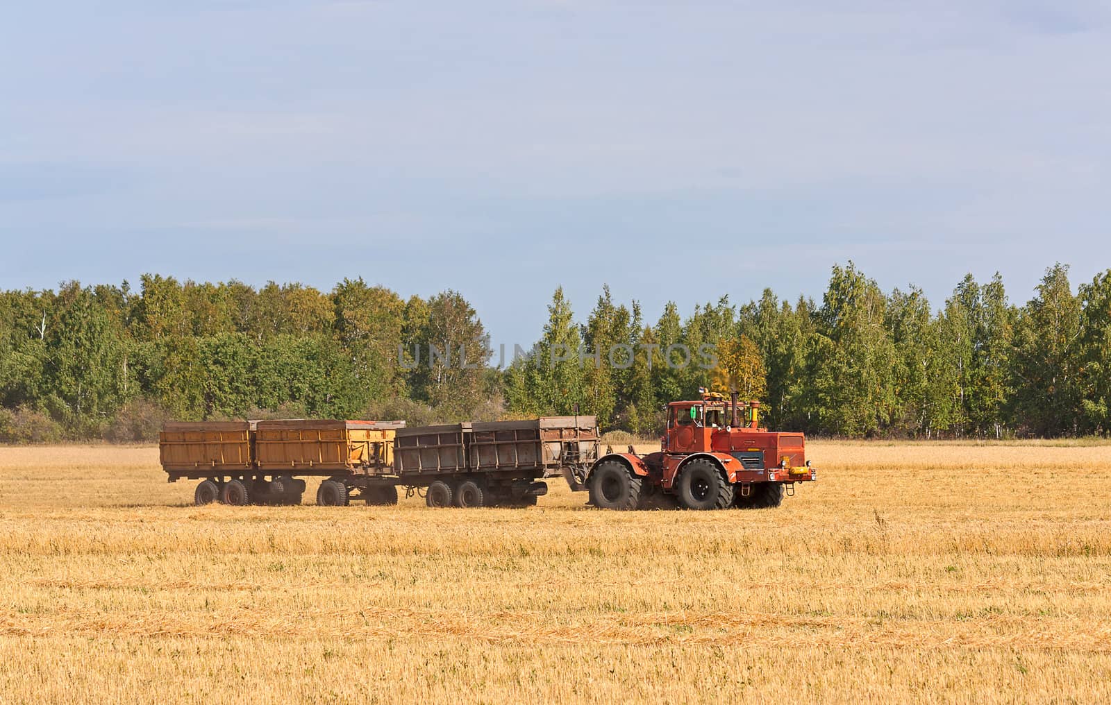 Tractor with trailer moves on field. Harvesting, Russia.