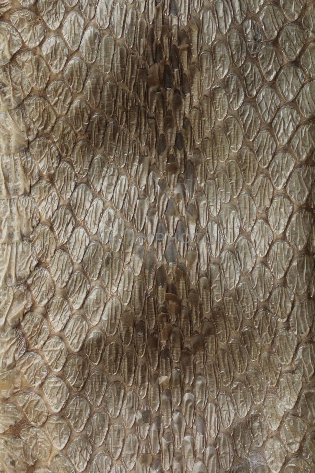 Dry python snake skin background