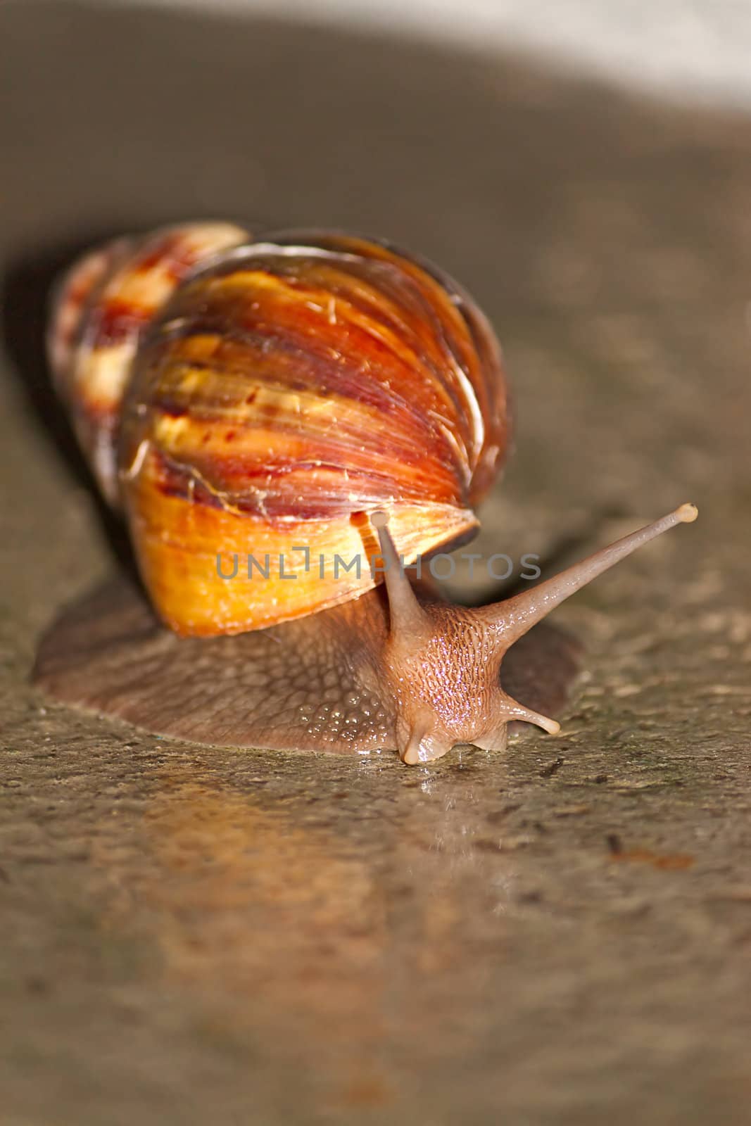 Large snail with  beautiful shell closeup on ground.