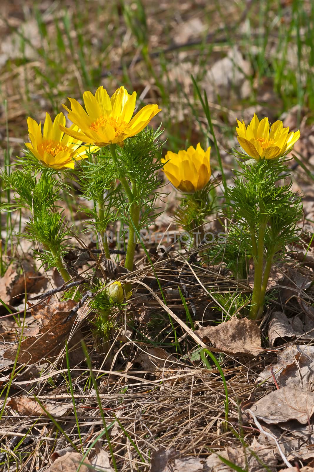 Yellow  Adonis in spring forest on background of leaves, Russia.