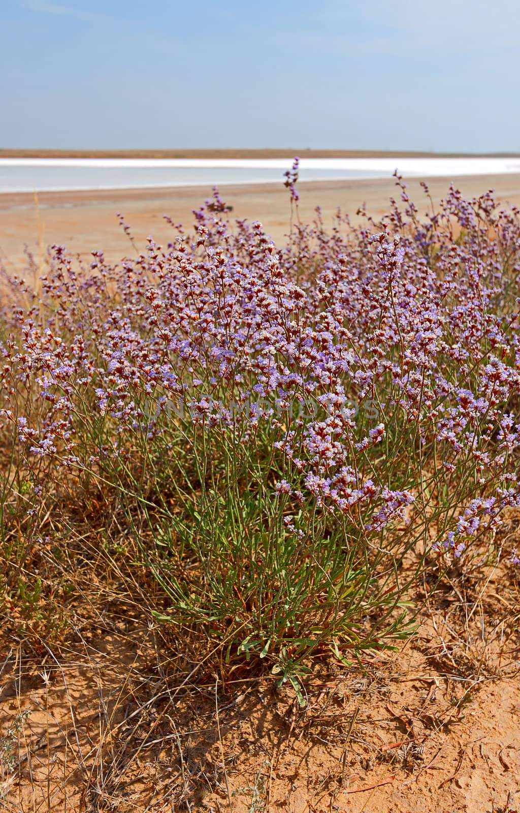 Flowers on  background of  desert landscape and  salt lake, Russia.