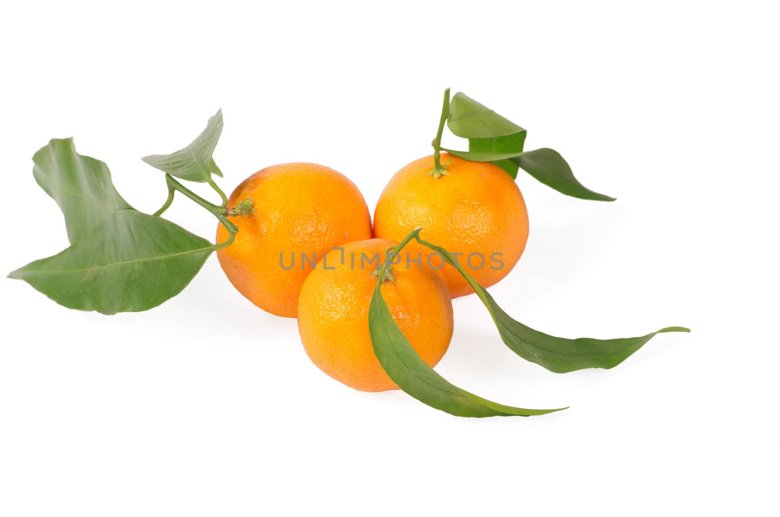 Tangerines with green leaves isolated on white
