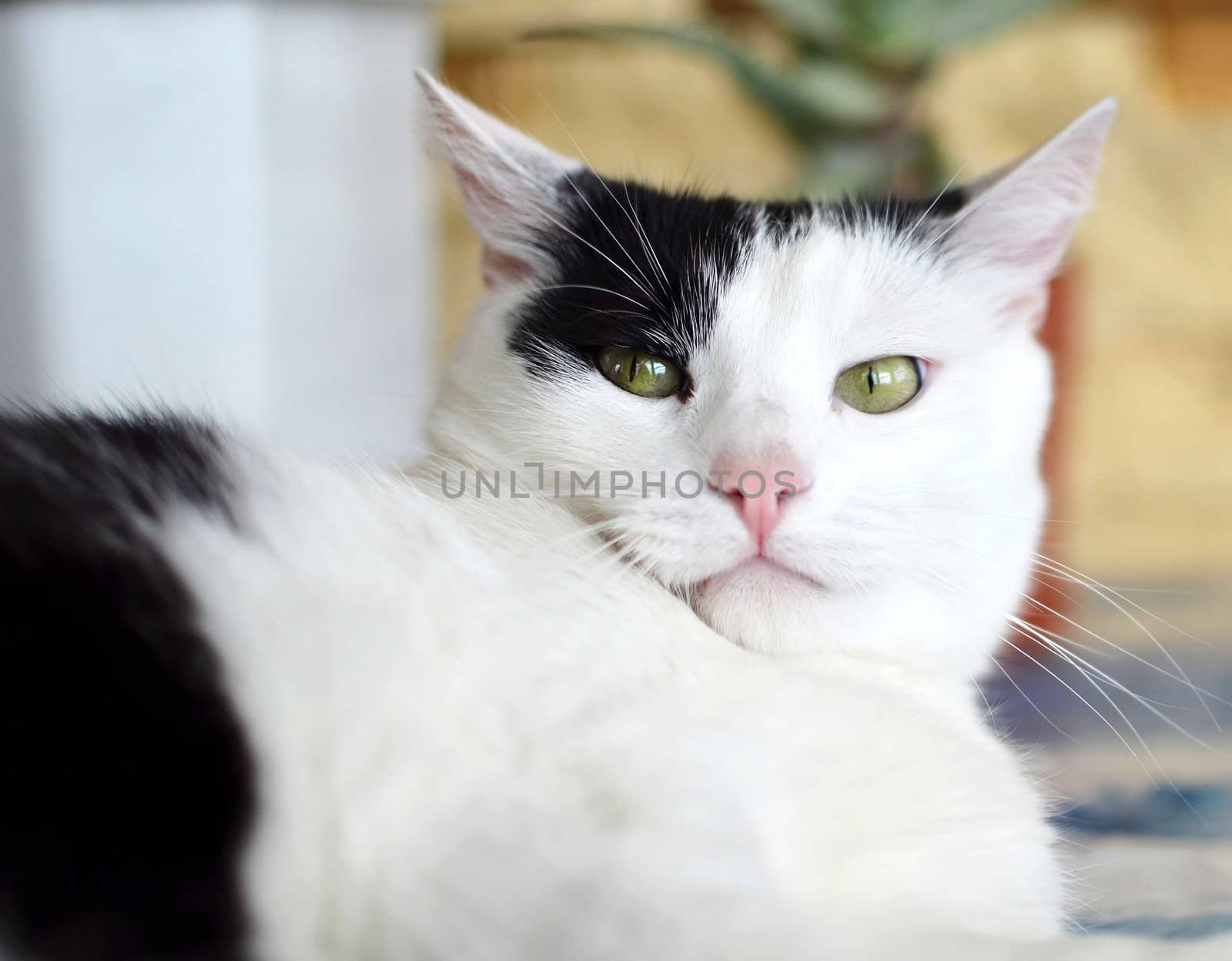 Black and white cat with angry green eyes