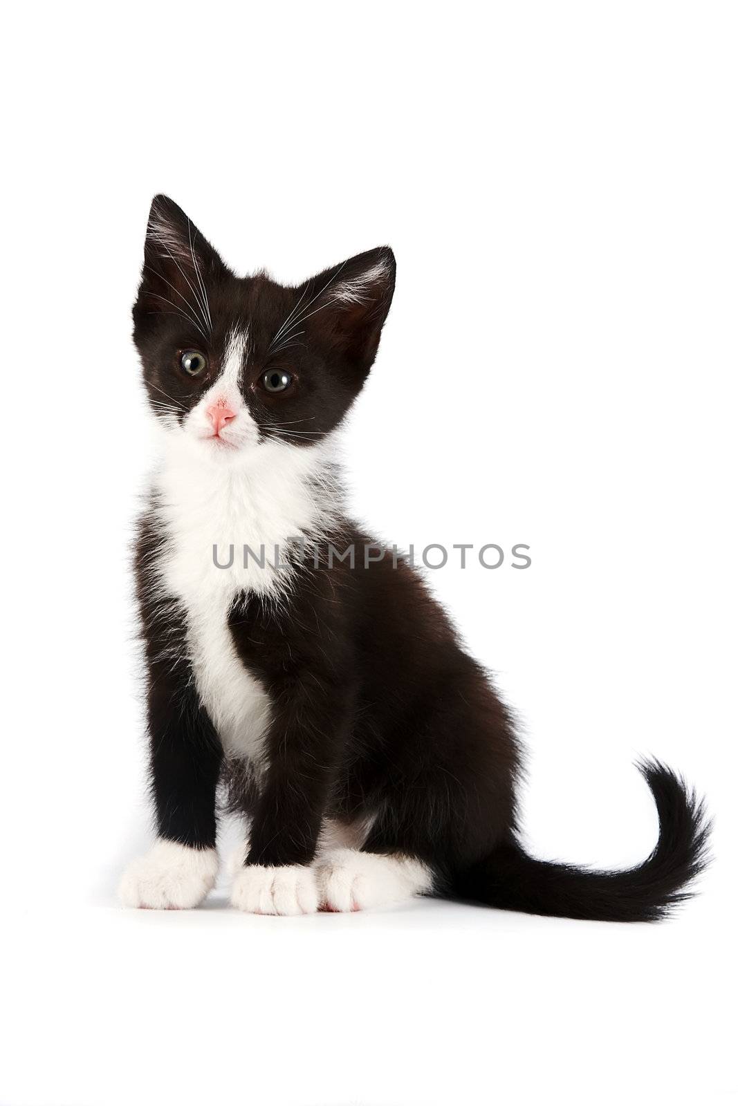 Black-and-white kitten on a white background
