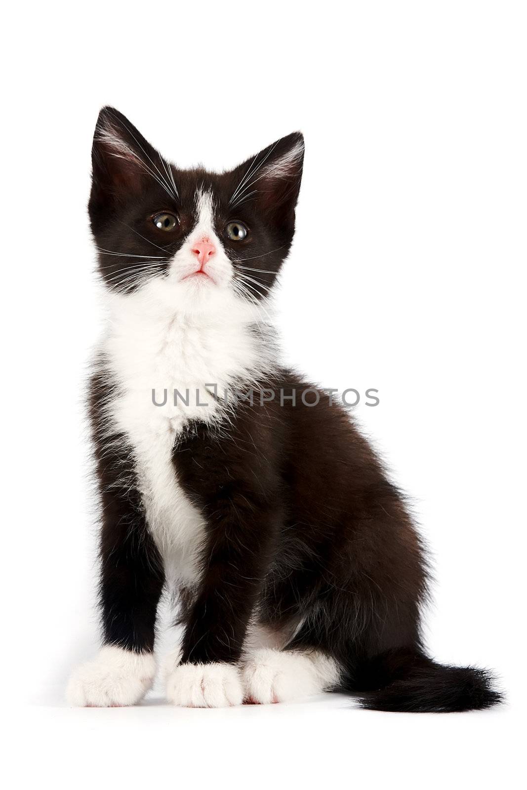 Black-and-white kitten by Azaliya