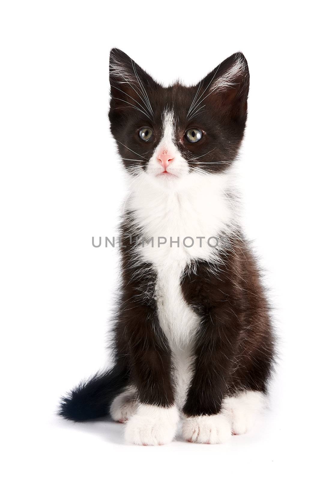 Black-and-white kitten by Azaliya