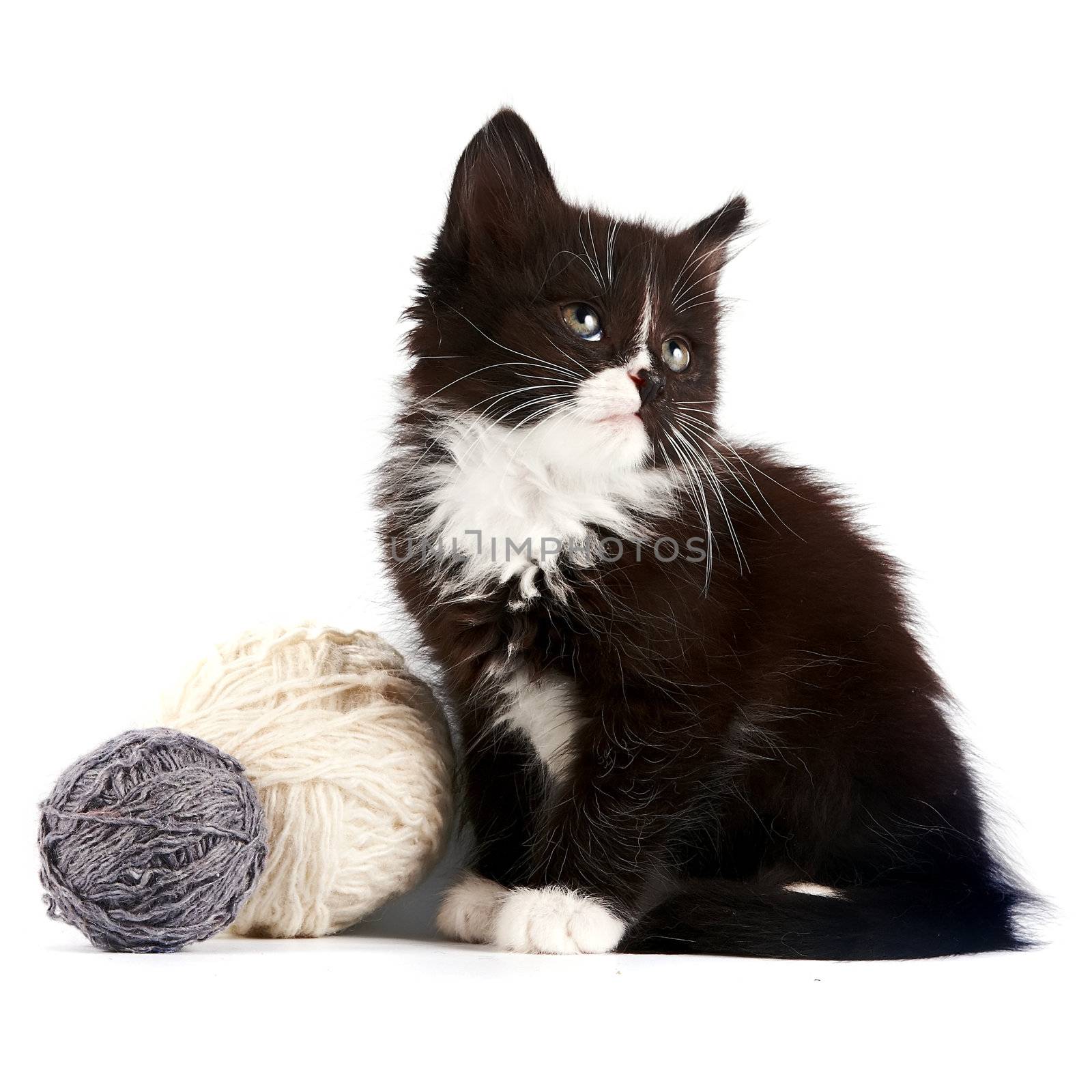 Black-and-white kitten with a woolen balls on a white background